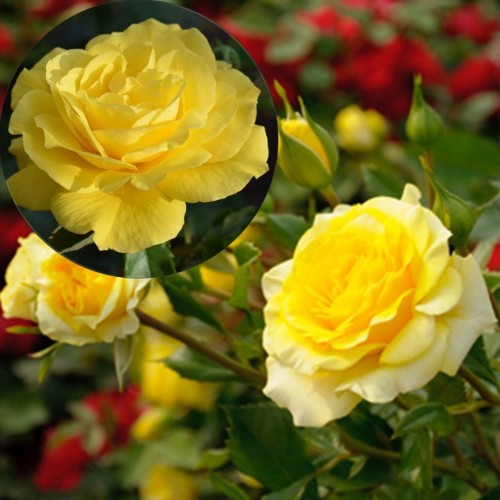 Rosa 'Friesia' - Roos 'Friesia' C3/3L